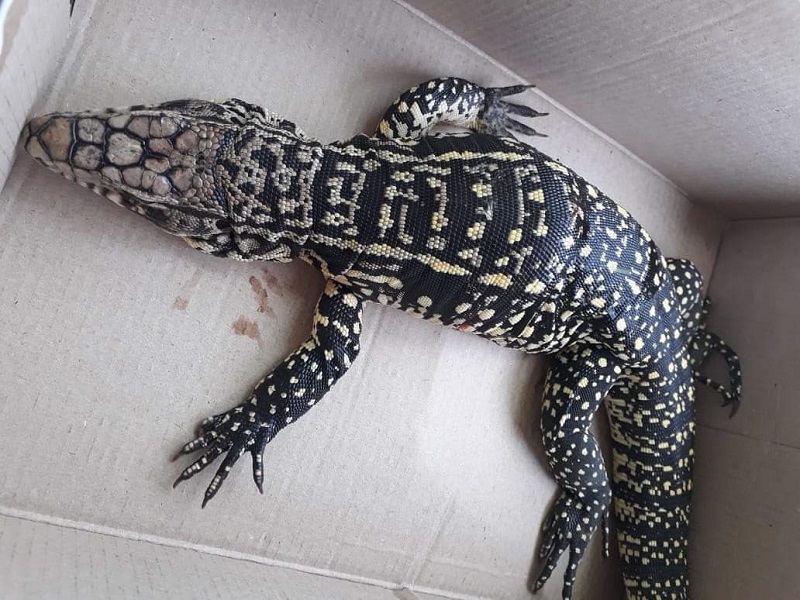 Difícil de titular: perrita mató a largarto que se metió en la casa de su dueña